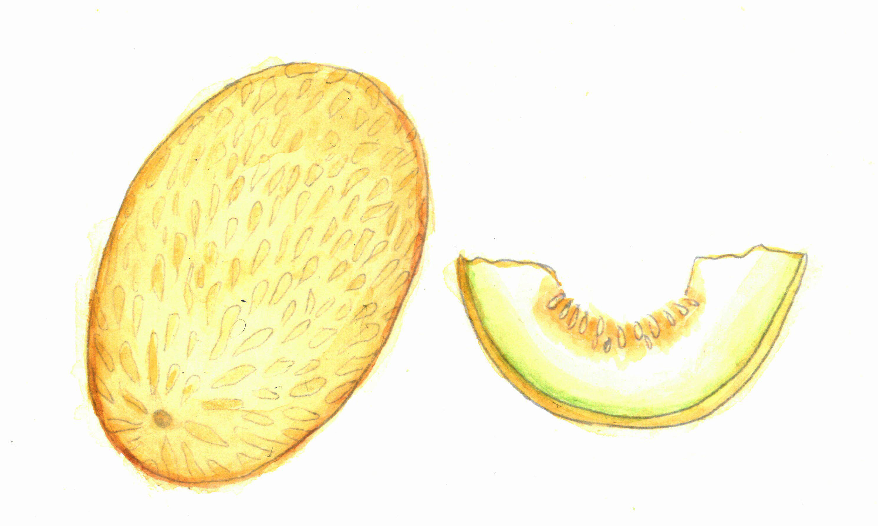 Muskmelon Template Stock Illustrations – 56 Muskmelon Template Stock  Illustrations, Vectors & Clipart - Dreamstime