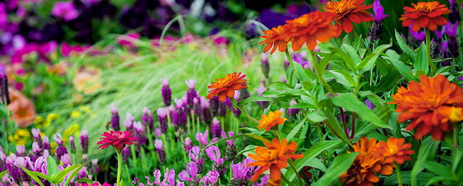 Home & Garden