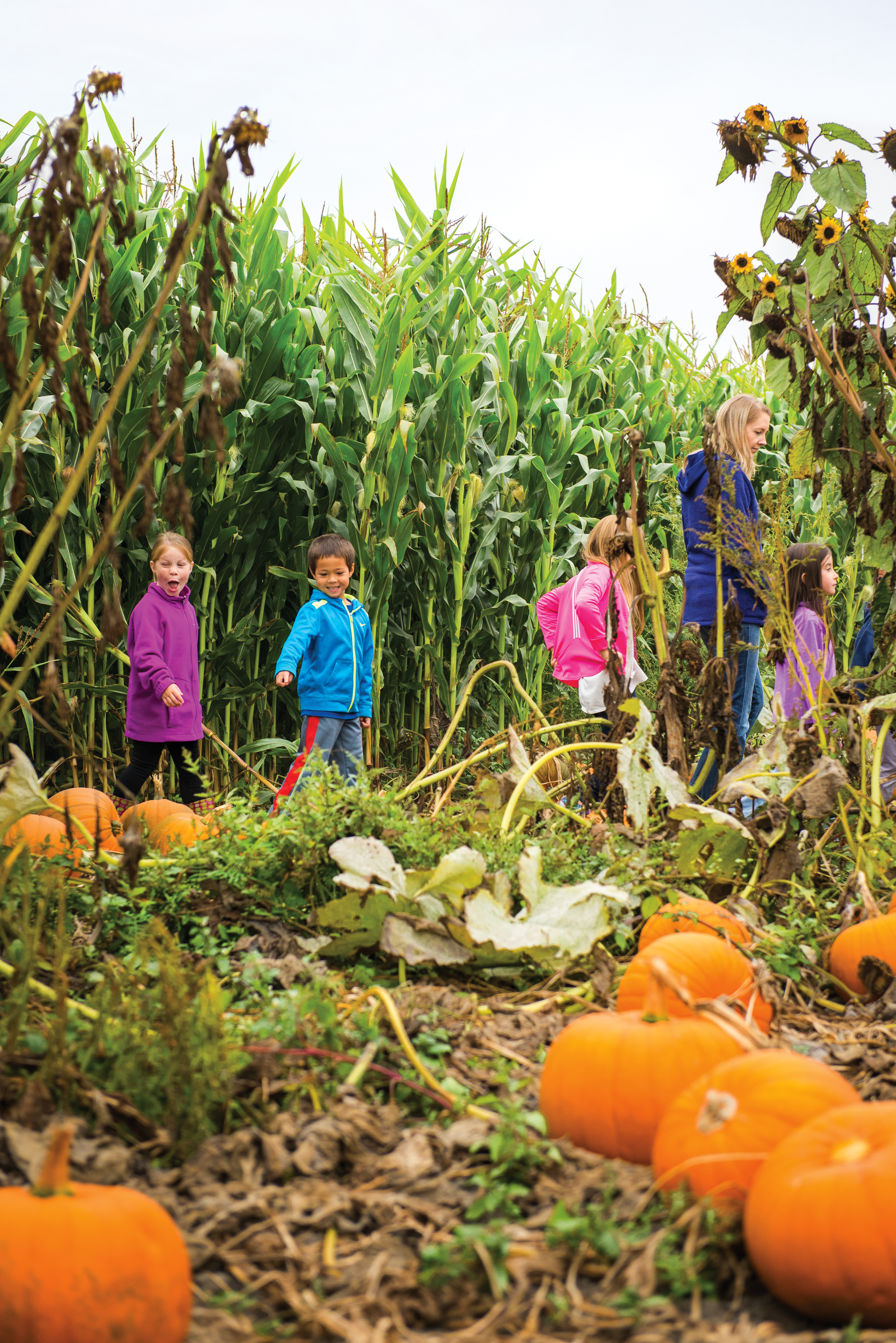 pumpkin patch field trip letter to parents