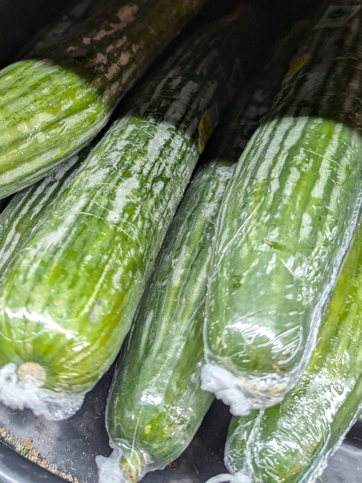 english cucumbers1200 x 1600