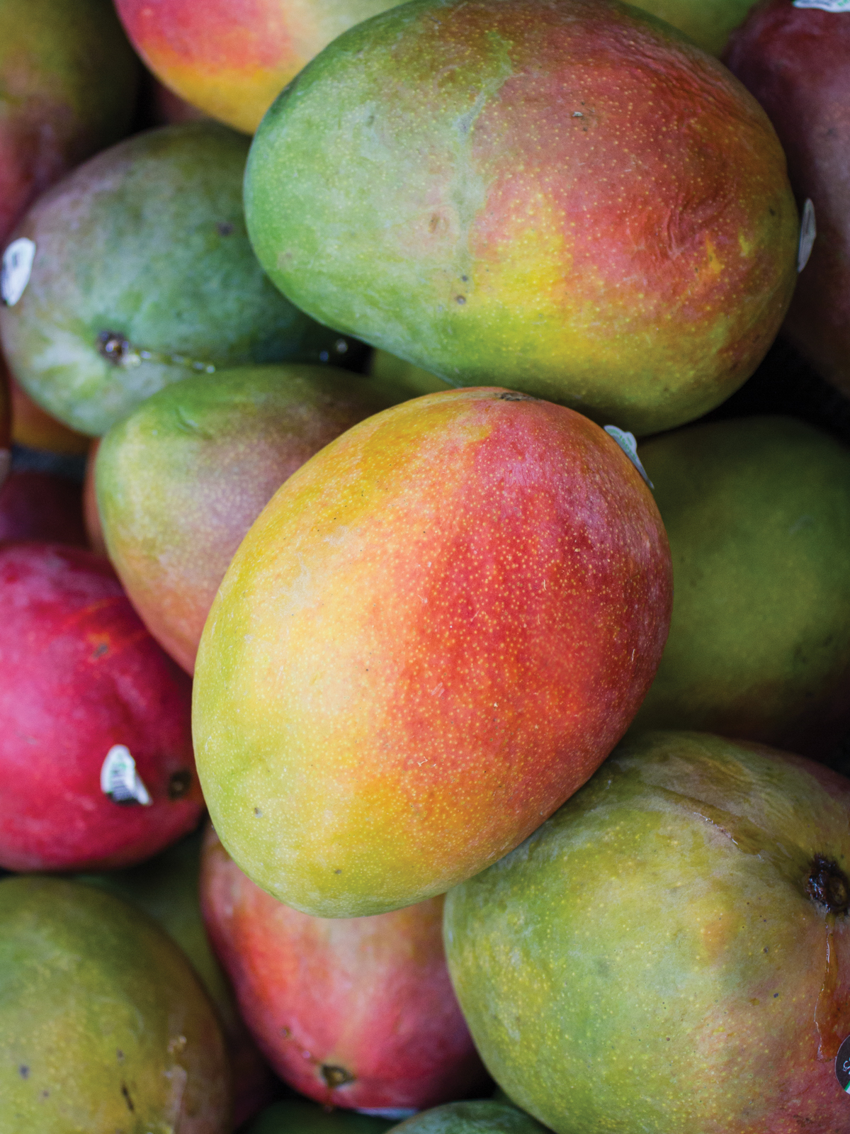 kent mango1200 x 1600