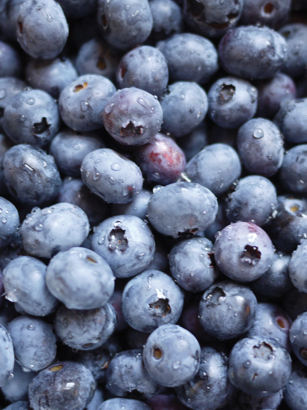 blueberries1200 x 1600