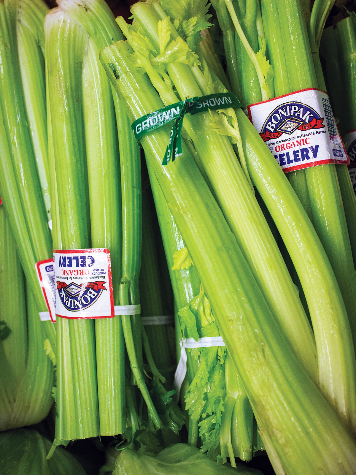 celery1200 x 1600