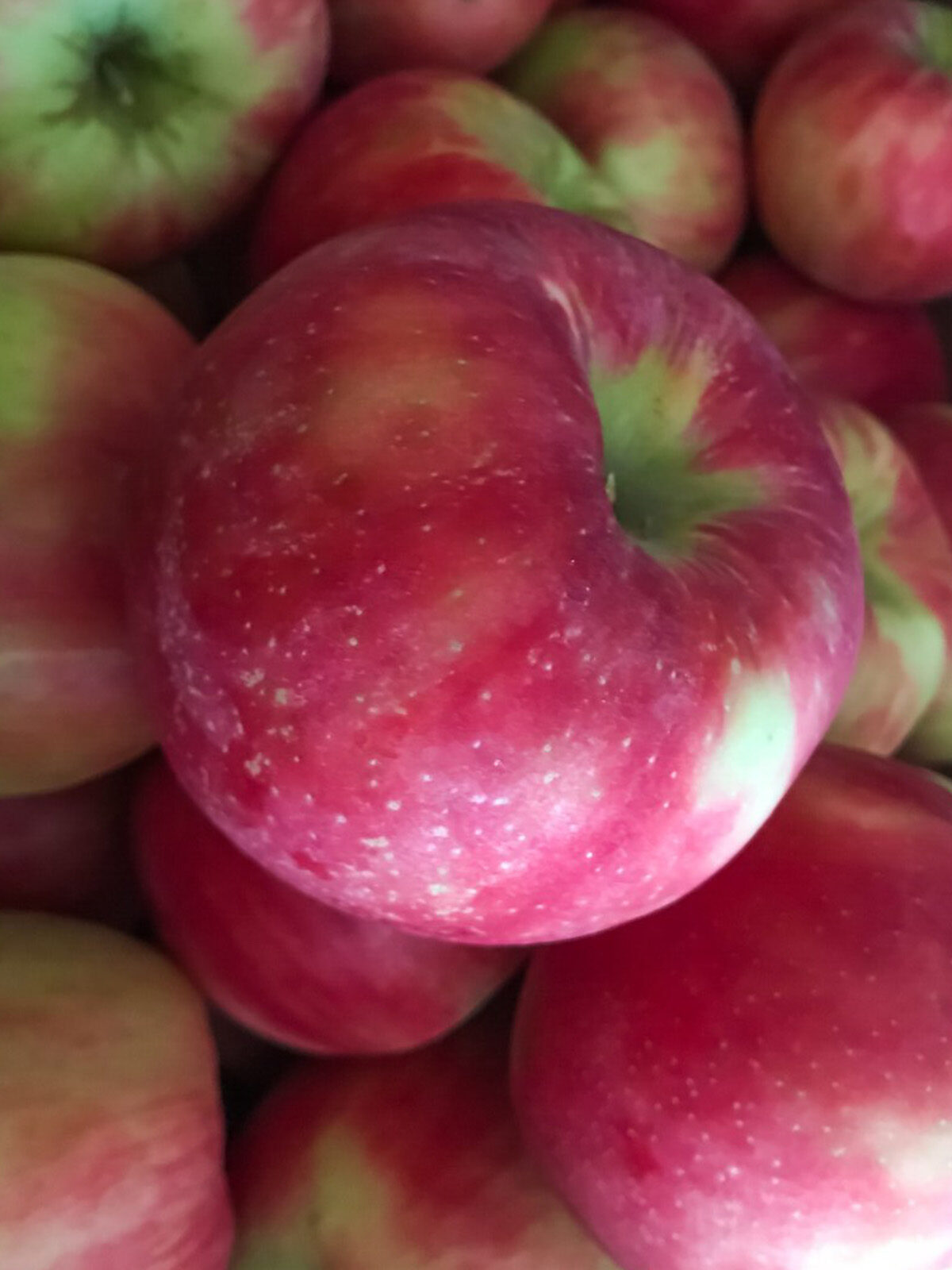 cosmic crisp apple 1200x1600