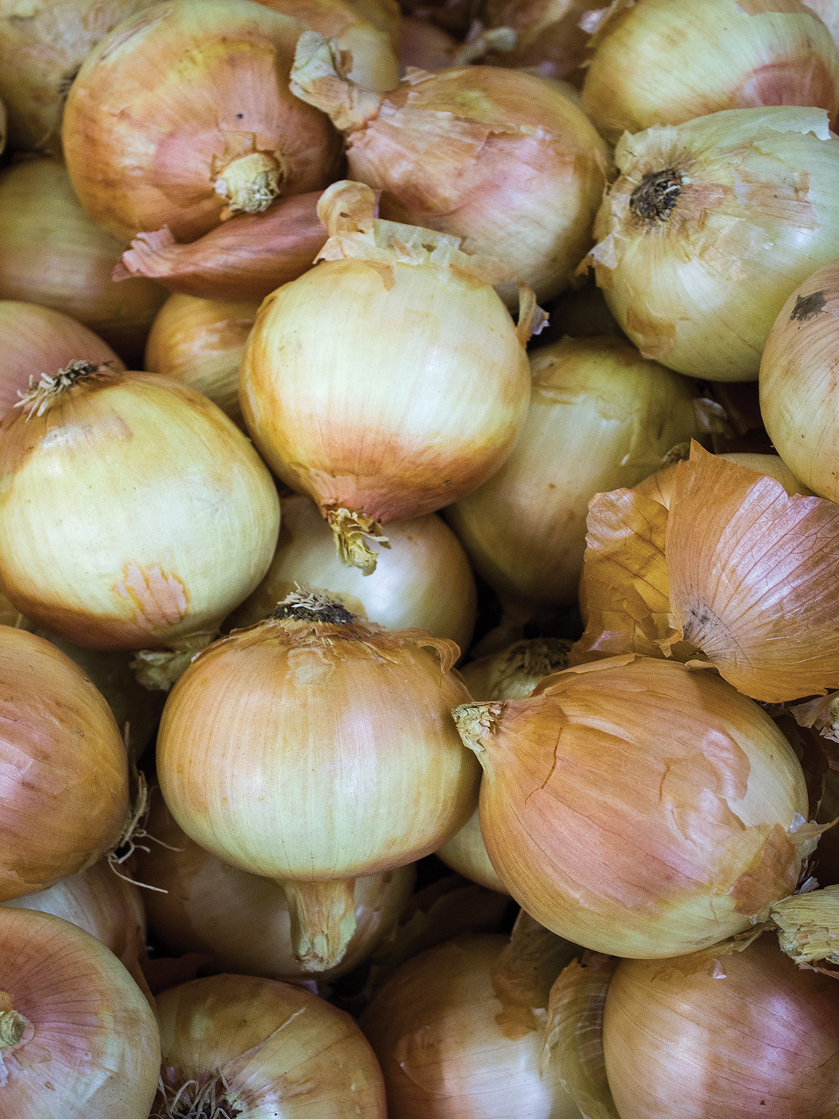 yellow onion1200 x 1600