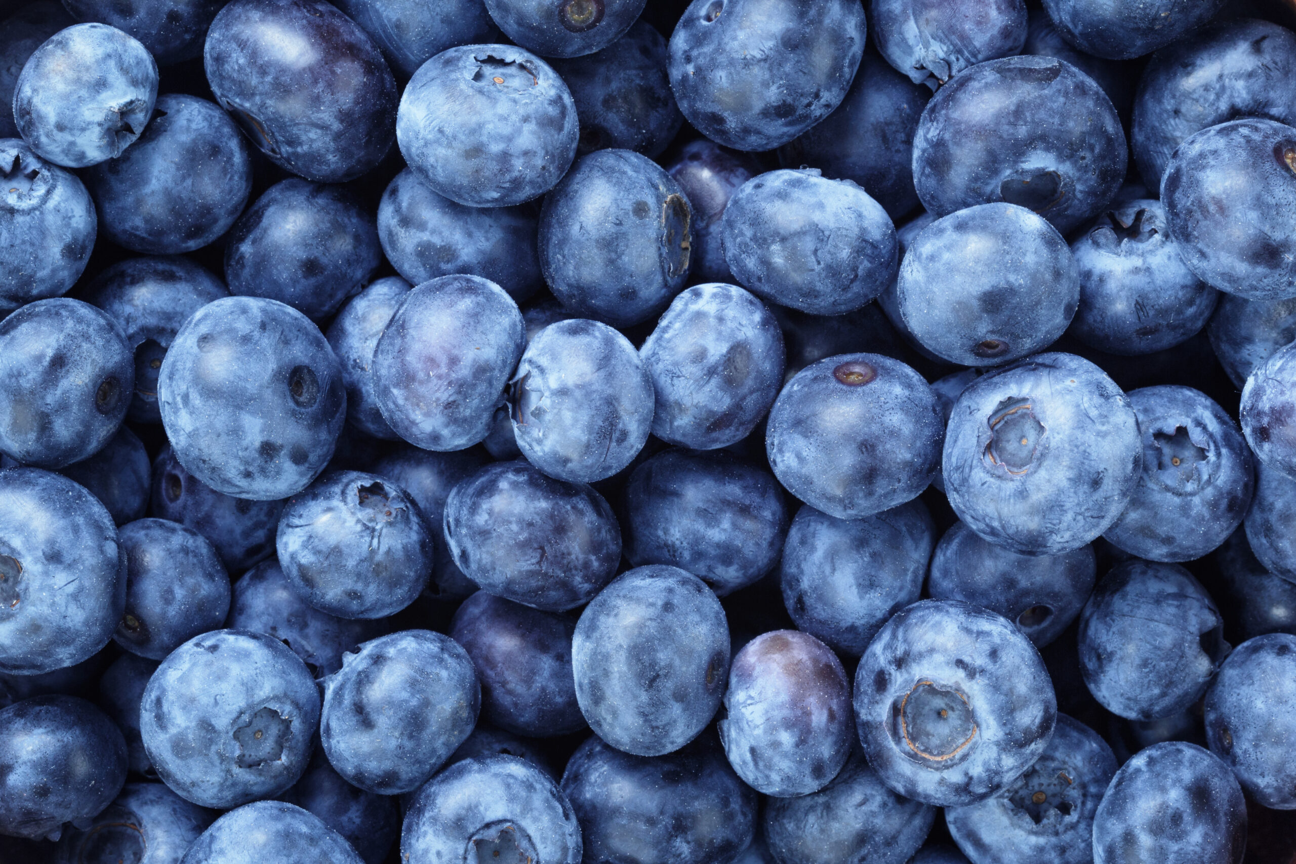 fresh ripe blueberries berries