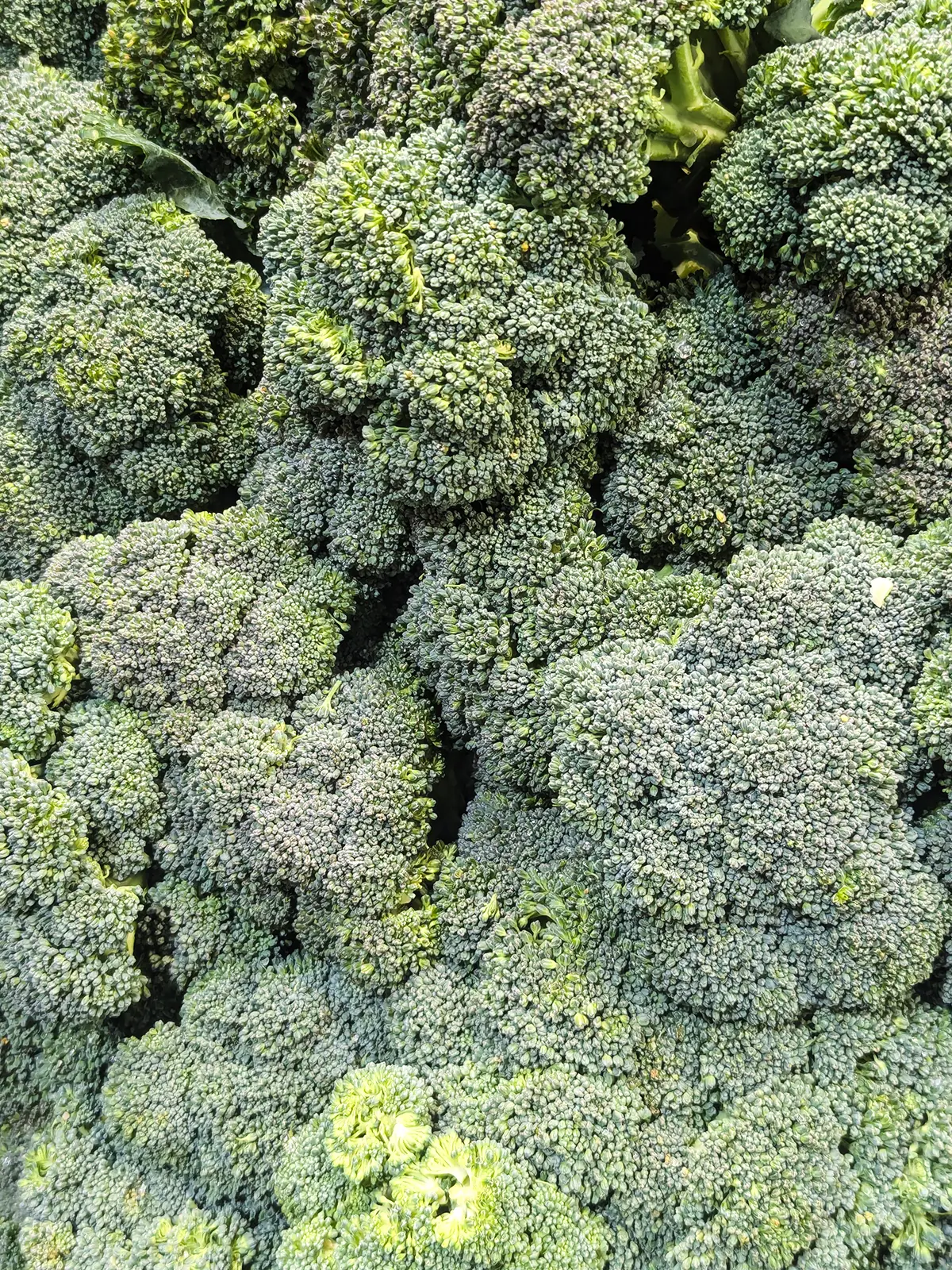 broccoli web ads 1200x1600