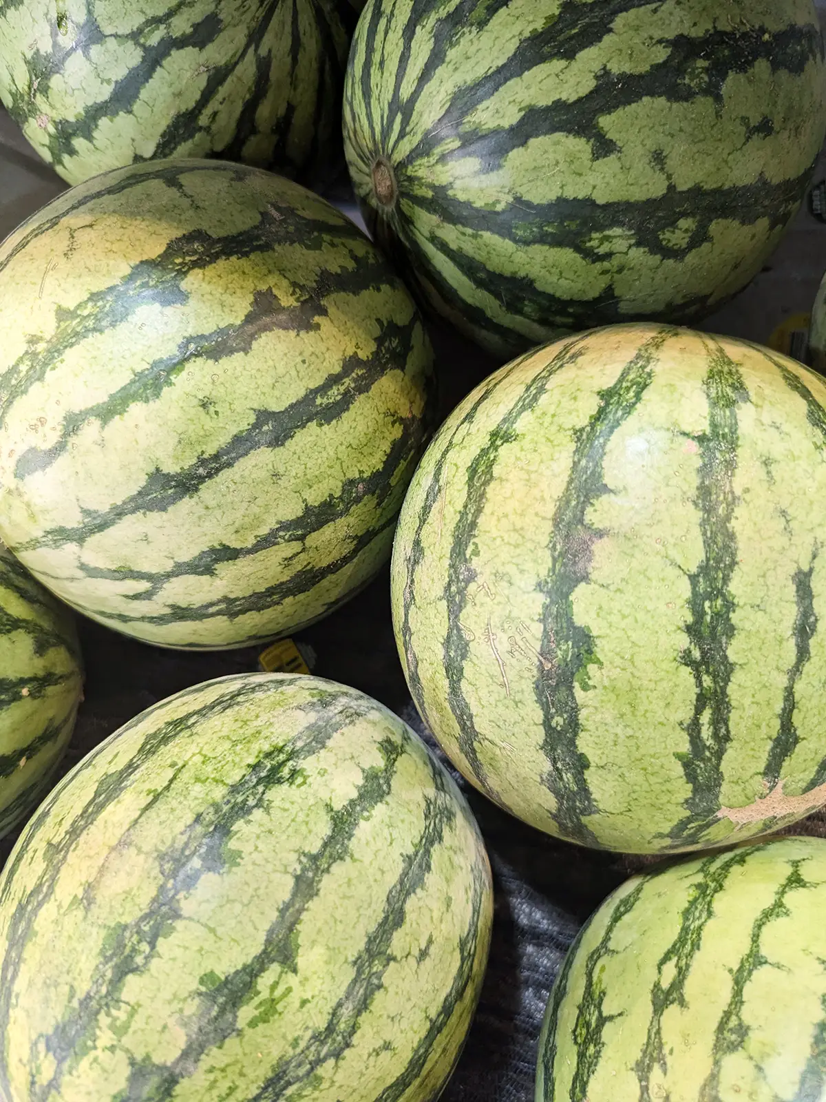 mini seedless watermelon web ads 1200x1600