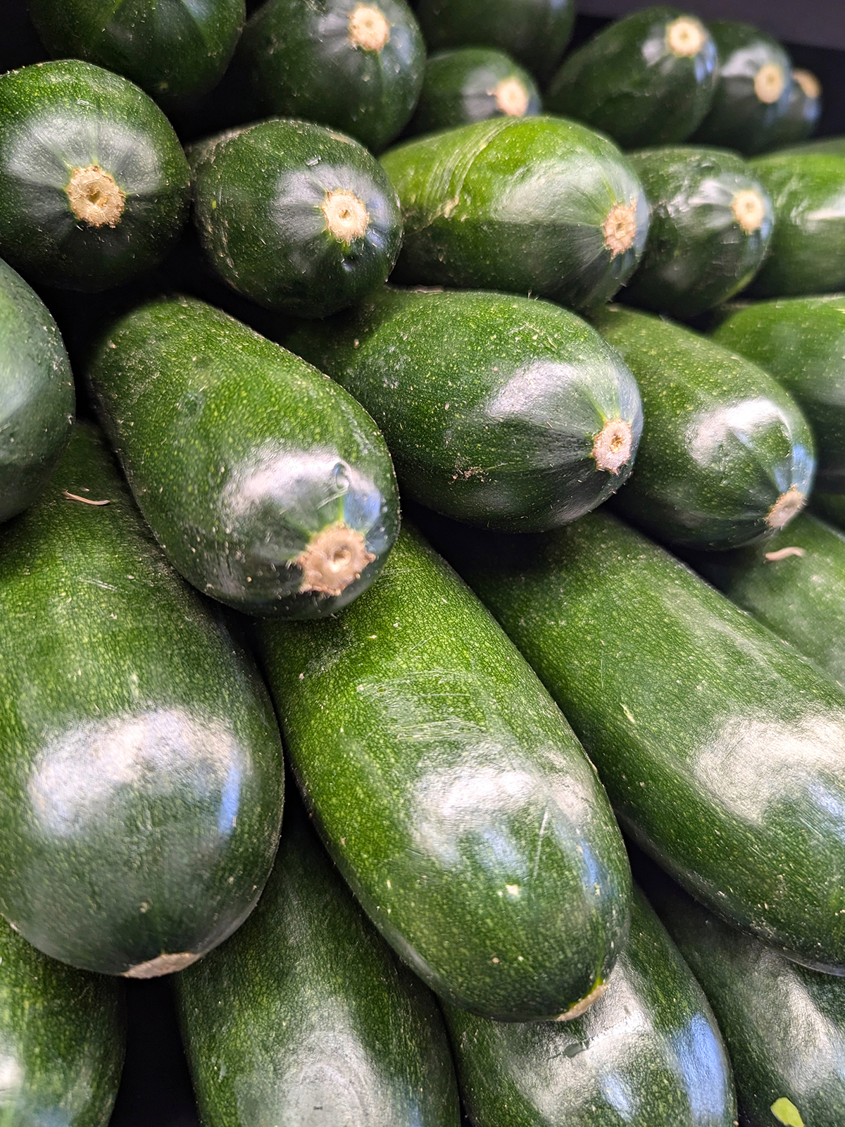 zucchini 01 1200x1600